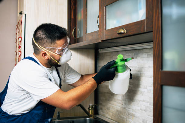 Best Best Pest Control Companies  in Cajahs Mountain, NC