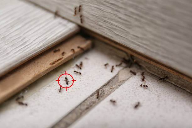 Best Emergency Pest Control  in Cajahs Mountain, NC