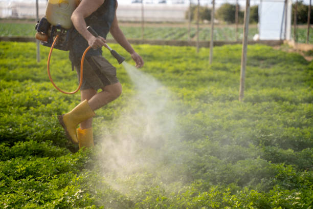 Best Best Pest Control Companies  in Cajahs Mountain, NC