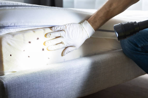 Best Flea Control Services  in Cajahs Mountain, NC