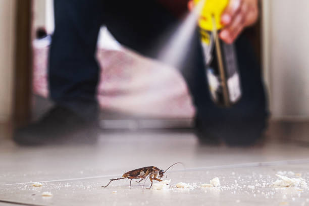 Best Insect Control  in Cajahs Mountain, NC