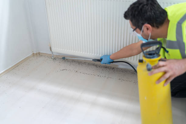 Best Bed Bug Extermination  in Cajahs Mountain, NC
