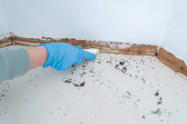 Best Pest Control for Homes  in Cajahs Mountain, NC