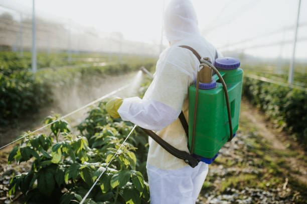 Best Best Pest Control Companies  in Cajahs Mountain, NC